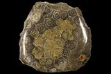 Polished Fossil Coral (Actinocyathus) - Morocco #100582-1